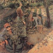 Camille Pissarro The Apple Pickers oil painting